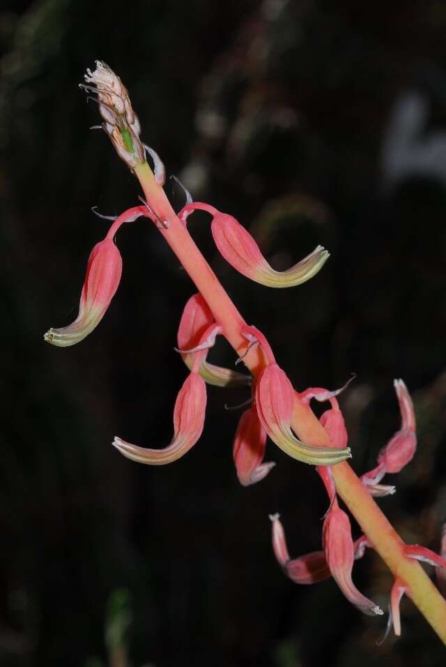 Image of Gasteria carinata var. retusa van Jaarsv.