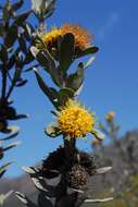 Image of Common sandveld pincushion