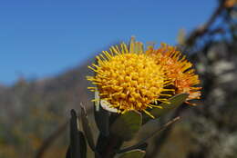 Image of Common sandveld pincushion