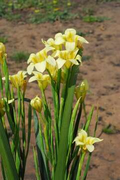 Image of Cape tulip