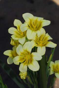 Image of Cape tulip