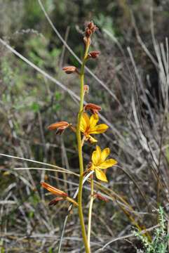 Image of bloodwort family