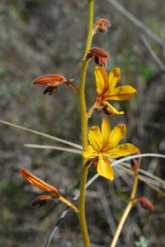 Image of bloodwort family