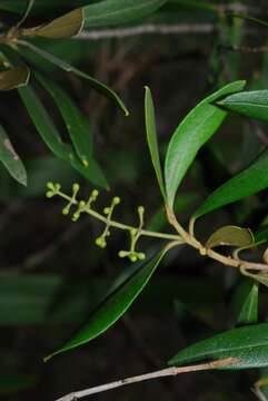 Plancia ëd Olea europaea L.