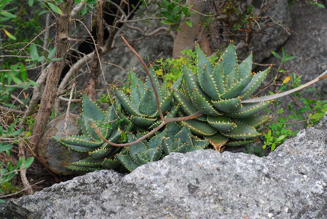Image of Aloe perfoliata L.