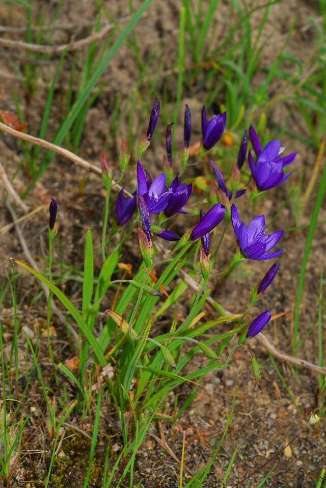 Image of iris family