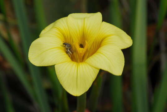 Image of Cape tulip