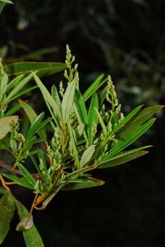 Image de Searsia angustifolia (L.) F. A. Barkley