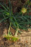 Image of narrow-leaved iceplant