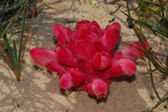 Image of broomrape family