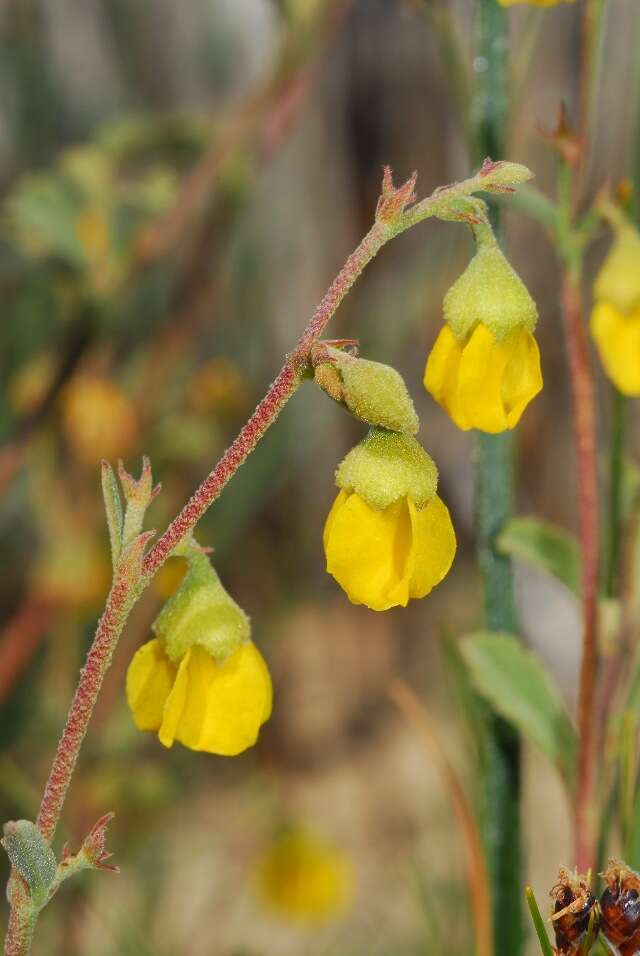 Plancia ëd Hermannia