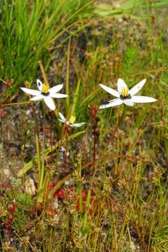 Image of Spiloxene