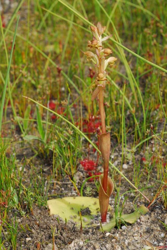 Image of Satyrium