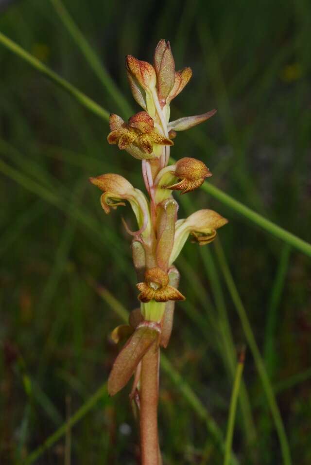 Image of Satyrium