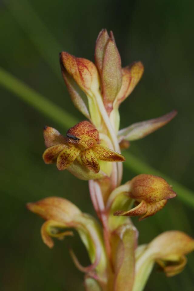 Image of Satyrium