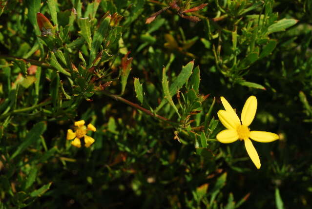 Image of daisybush