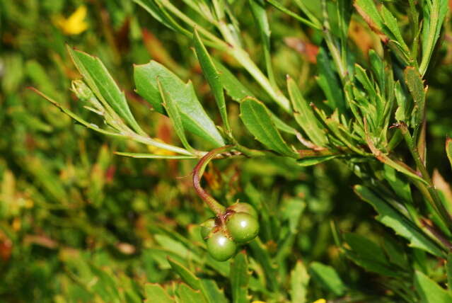 Image of daisybush