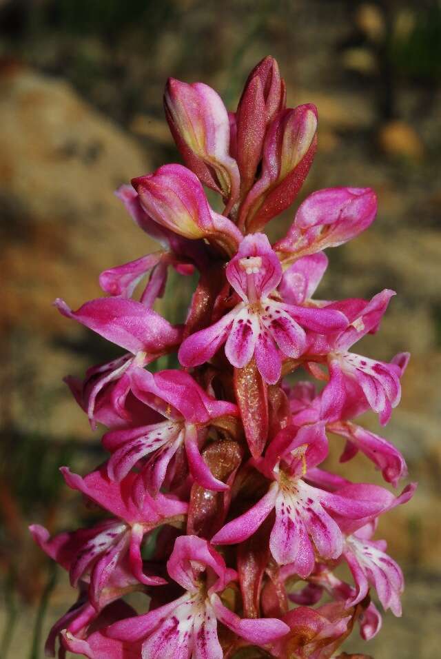 Image of Satyrium