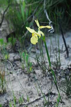 Image of Cape tulip