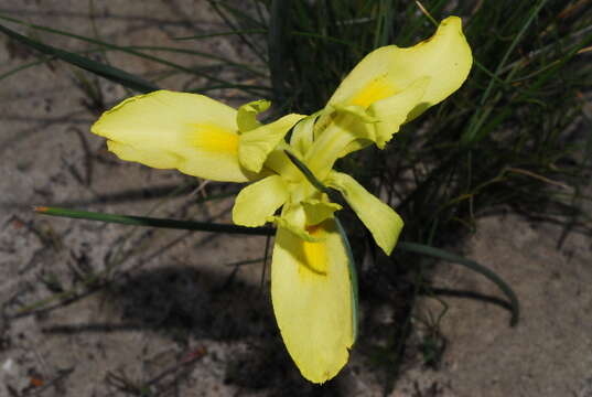 Image of Cape tulip