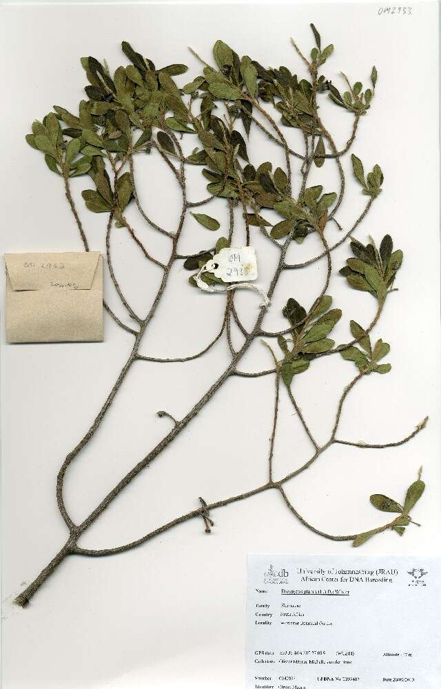 Diospyros glabra (L.) De Winter的圖片