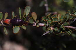 Image of Karoo gold