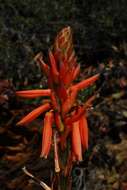 Image of Aloe lineata (Aiton) Haw.
