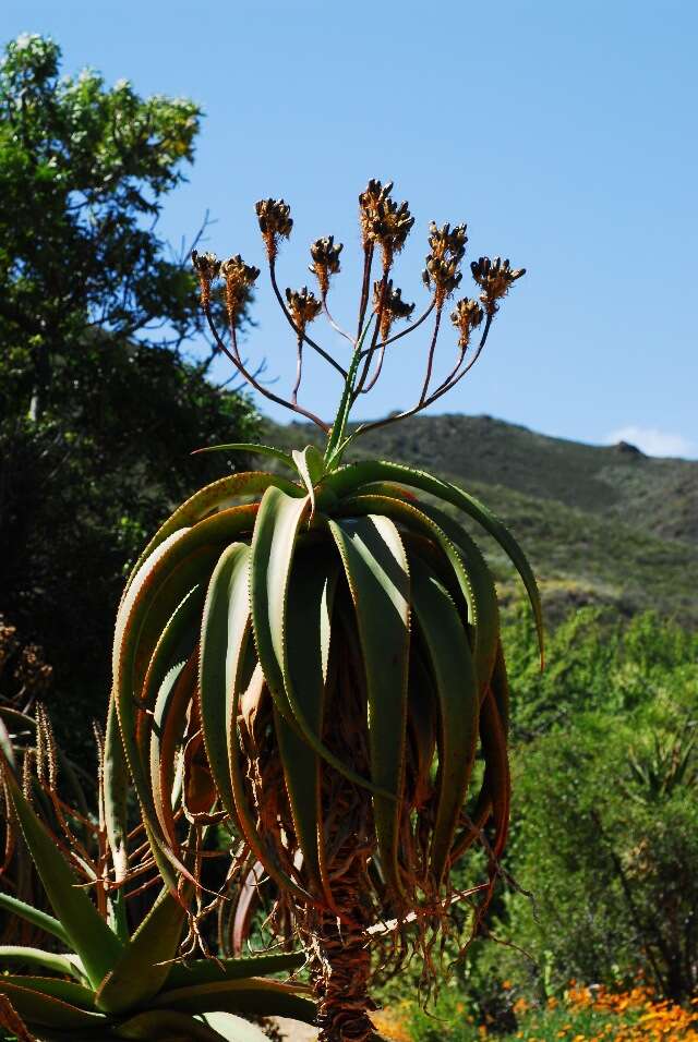 Aloe angelica Pole-Evans resmi