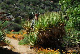 Image of Aloe castanea Schönland