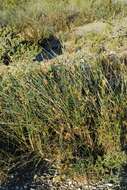 Image of bristly lovegrass