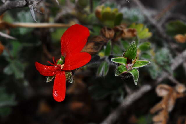 Imagem de Pelargonium