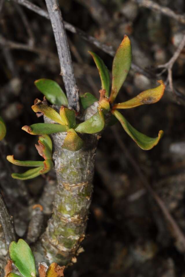 Image of Tylecodon