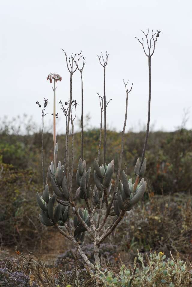 Image of pig's ear