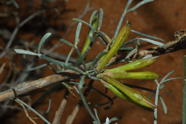 Image of Lebeckia