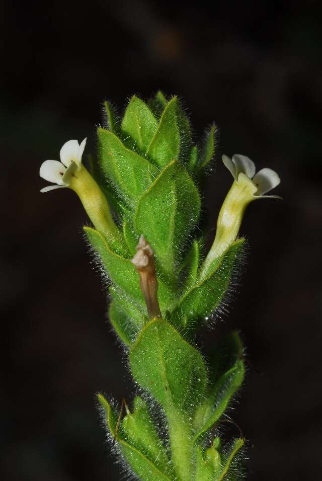 Image of Jamesbrittenia