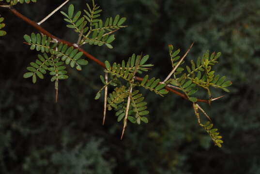 Plancia ëd Vachellia karroo (Hayne) Banfi & Galasso