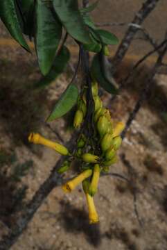 Image of tree tobacco