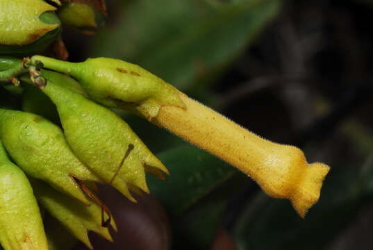 Image of tree tobacco