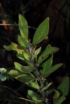 Image of ebony family