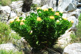 Image of Leucospermum conocarpodendron subsp. viridum Rourke