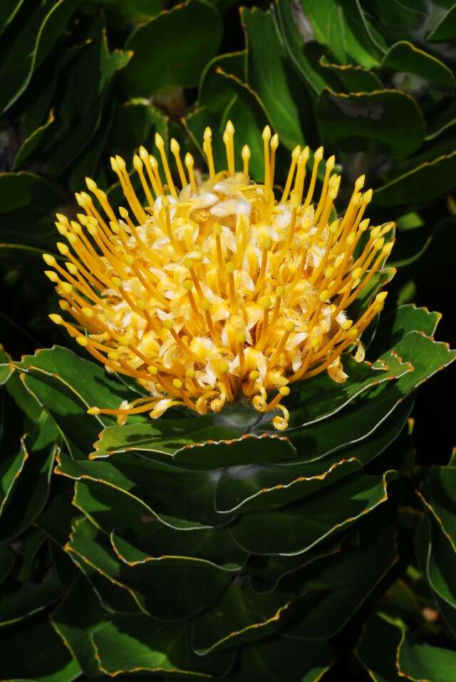 Image of Leucospermum conocarpodendron subsp. viridum Rourke