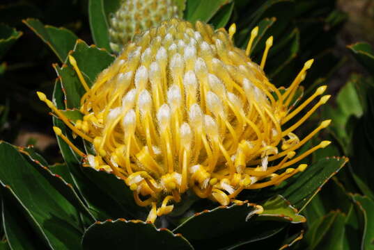 Image of Leucospermum conocarpodendron subsp. viridum Rourke