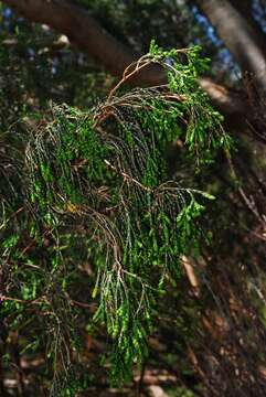 Image of Passerina