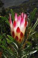 Image of protea