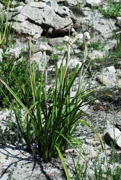 Image of Lanariaceae