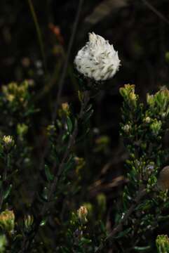 Image of Featherhead