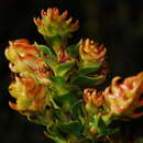 Image of Penaea