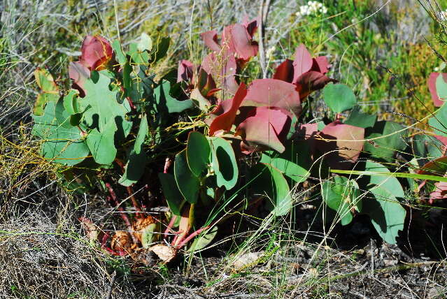 Image of protea