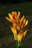 Image of flame lily family