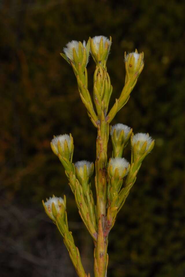 Image of conebush